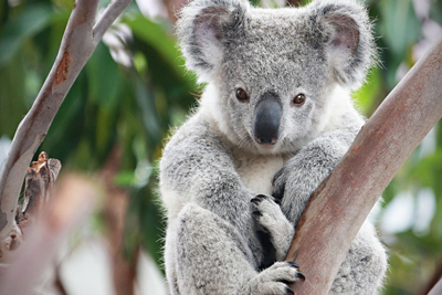 Koala Bear Animals
