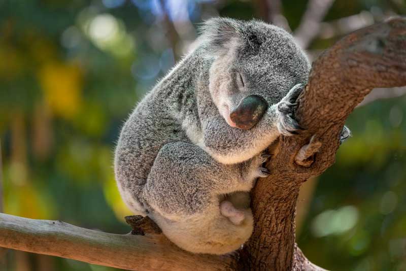 koala bear