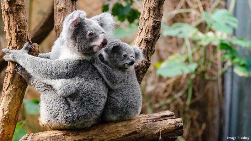 koala bear
