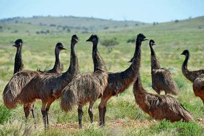 Emu Flightless Birds