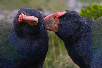 Takahe Flightless Birds