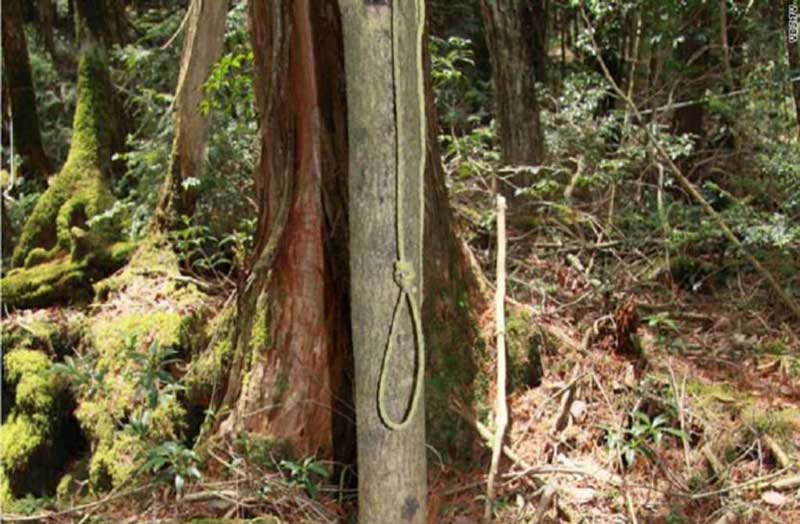 aokigahara forest japan