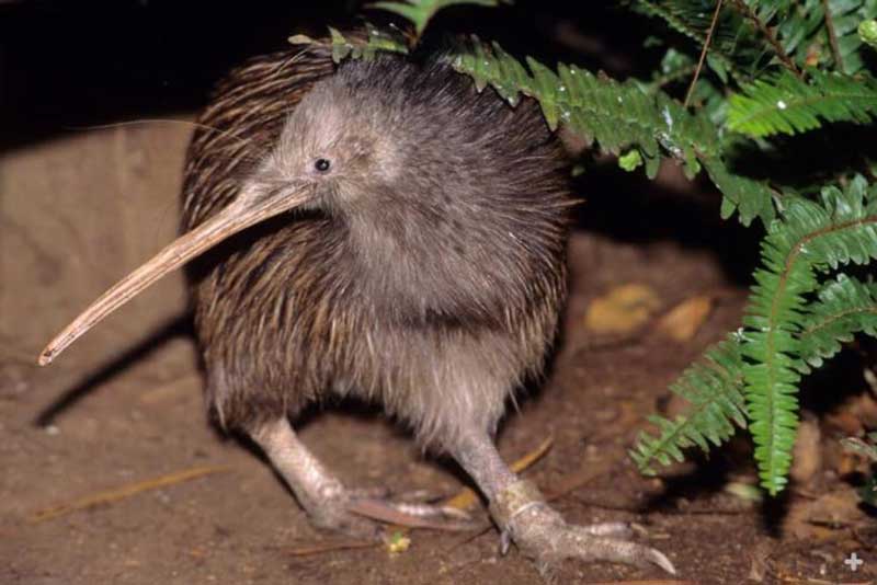 kiwi