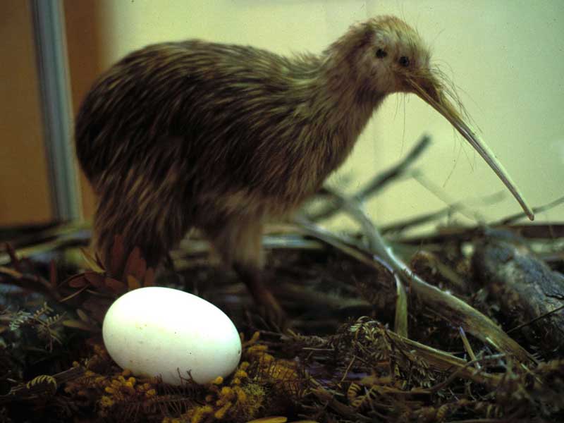 kiwi