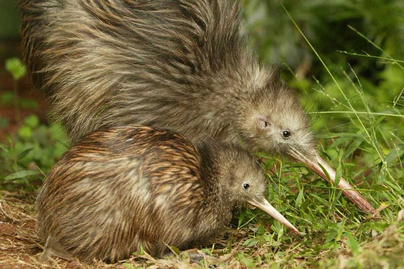 kiwi