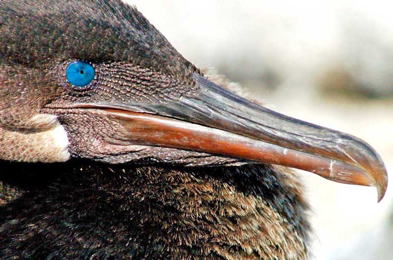 flightless cormorant
