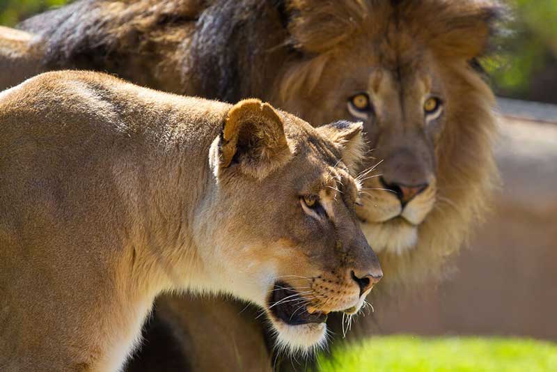 lion