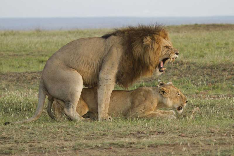 lion
