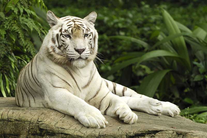 tiger