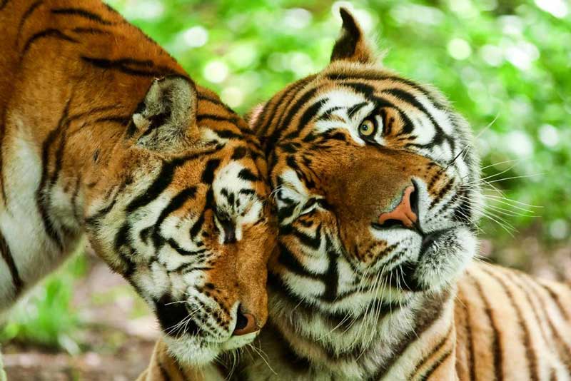 tiger