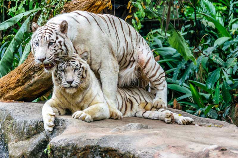 tiger