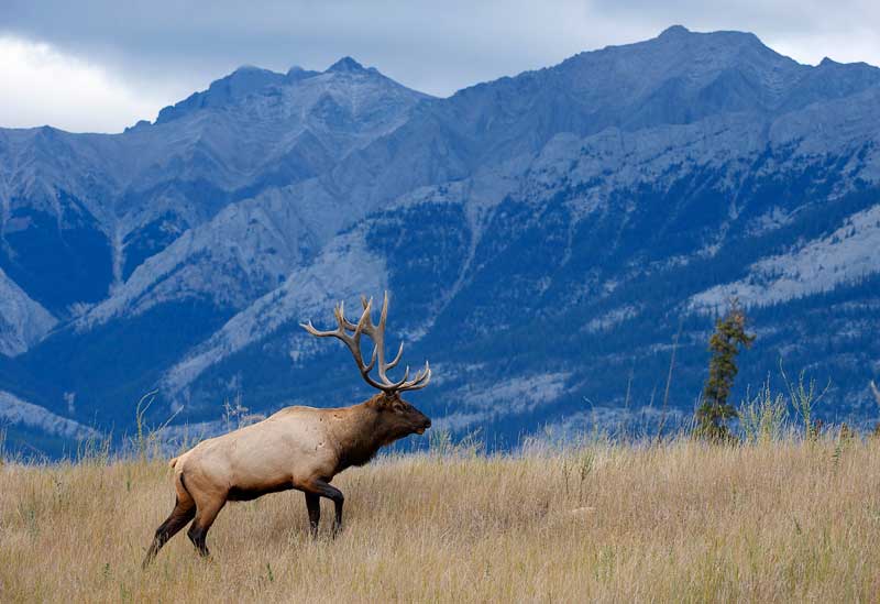 jasper national park alberta canada