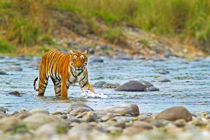 jim corbett national park