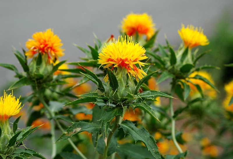 jim corbett national park