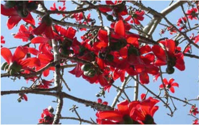 jim corbett national park