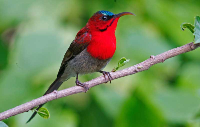 jim corbett national park