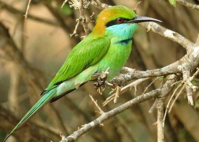 jim corbett national park