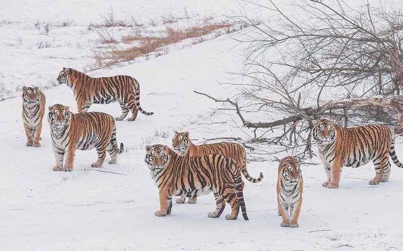 siberian tiger