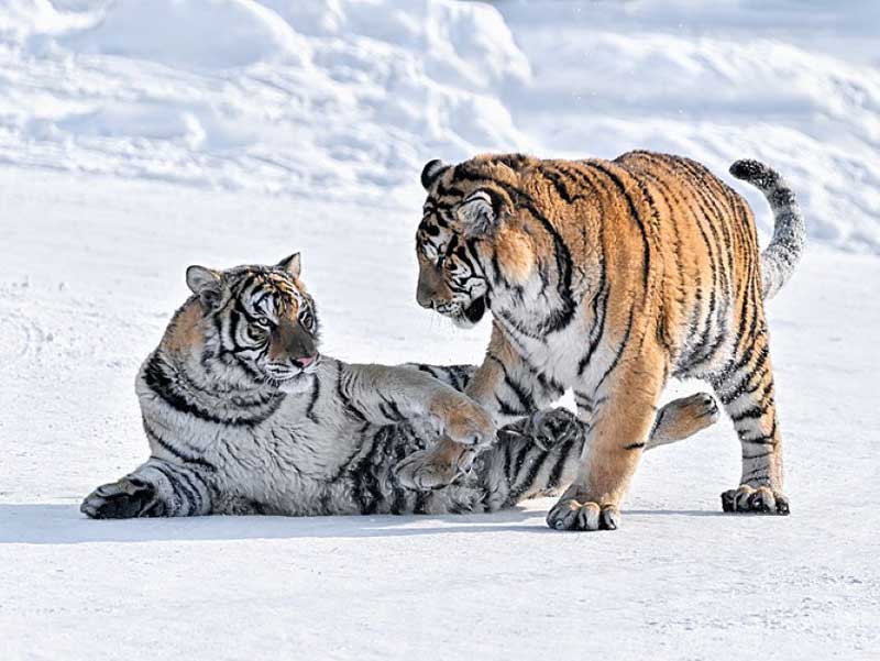 siberian tiger