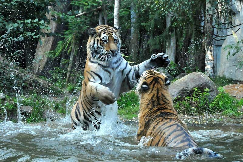 siberian tiger